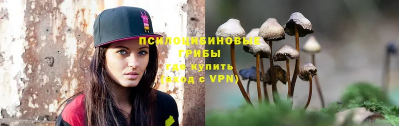 Галлюциногенные грибы Psilocybine cubensis  Нерчинск 